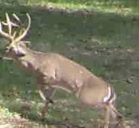 110 acres Ozark hunting lease I’m Arkansas