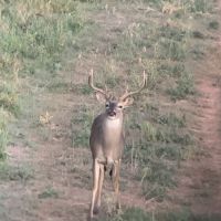 Coke county year-round lease - 2 separate properties (~300 acres and ~150 acres 3 miles apart)