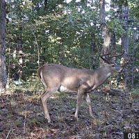 Semi-Guided Hunts - 300Acres of Whitetail Paradise