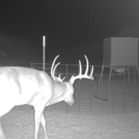 Webb County Trophy Deer Lease