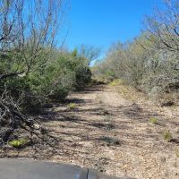 Javelina hunts on 5000 acres of South Texas Brush Country