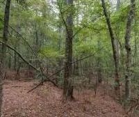 57 Acres - Lincoln County Hunting