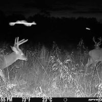 Exclusive 2-Week Kentucky Modern Gun Season Block – 178 Unpressured Acres on The Bourbon Trail