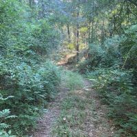 150 Acres of forested land with deer stands, lean to’s and feeders with natural springs and a creek
