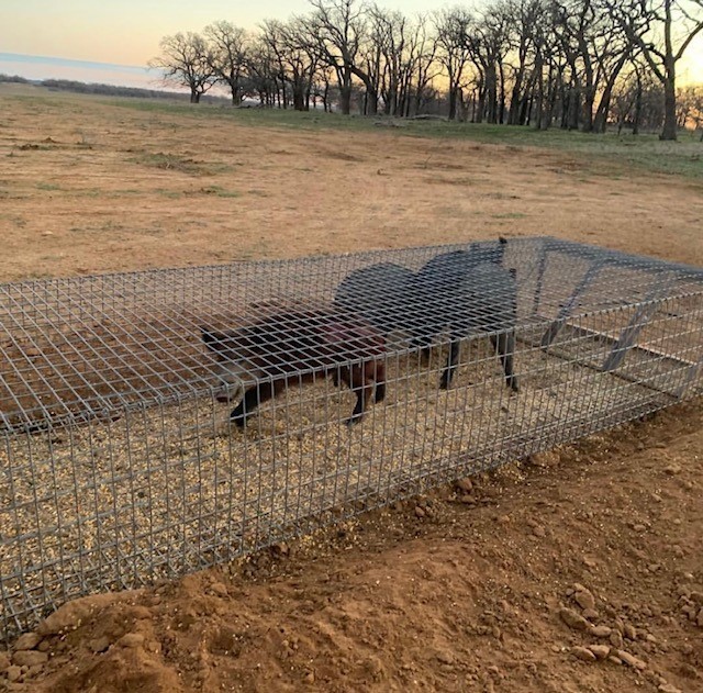 Hogs  featured image