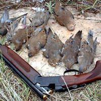 Outfitters Offer a True Trophy Whitetail Hunt on  35,000+ Acres in South-Central Kansas
