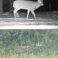 Beautiful 169 acres for hunting near Antigo/Bryant area