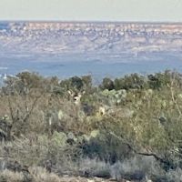 Fall26-Winter27 Mule Deer/ Javelina/Blue Quail 9,000+ acres $10,000