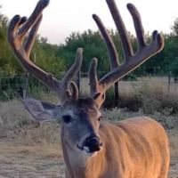 Mexico Hunting Package