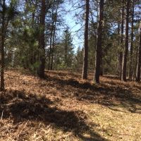 36 wooded acres Black Bear Capital of Michigan Curran