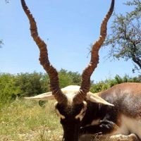 3 queens blackbuck