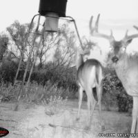 Year round hunting lease Big Lake, Texas
