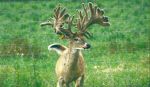 Stunning Wisconsin Preserve with Trophy Whitetail, Turkey, and Lodging Accommodations
