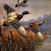 2020 Prime Duck Hunting Lease and Camp