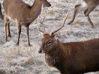 Ethical & Sustainable Whitetail, Silka, and Small Game Hunting on Private Reserve