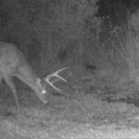 Big Horn Hunting Lease