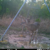 Deer