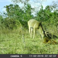 Family Hunt Lease in Jasper County Texas .Near Jasper Texas.&nbsp; East Texas ; piney woods.