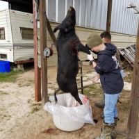 Hog killed 1-2019
