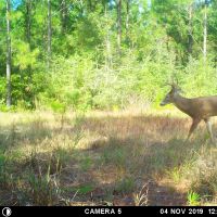 Tripod oct 31 2019 (114)