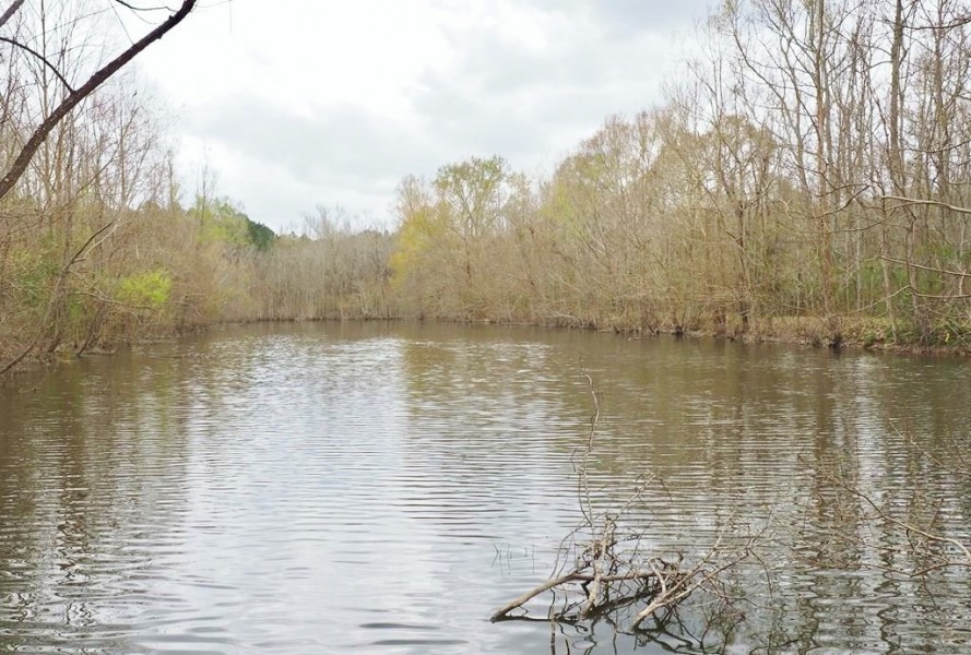 105 Acres Land for Sale  Pasture  Cattle Farm  Hunting SW MS featured image