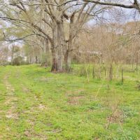 105 Acres Land for Sale  Pasture  Cattle Farm  Hunting SW MS images 2