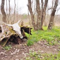 105 Acres Land for Sale  Pasture  Cattle Farm  Hunting SW MS images 3