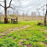 105 Acres Land for Sale  Pasture  Cattle Farm  Hunting SW MS images 4
