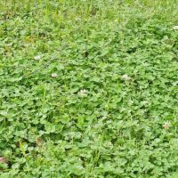 105 Acres Land for Sale  Pasture  Cattle Farm  Hunting SW MS images 6
