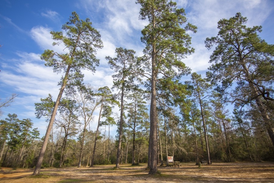 37 Acres &nbsp; FM 1097 featured image