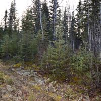 One Acre Kenai Peninsula - 3 4 Mile to World Famous Kenai River images 4