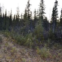 One Acre Kenai Peninsula - 3 4 Mile to World Famous Kenai River images 5