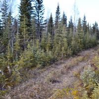 One Acre Kenai Peninsula - 3 4 Mile to World Famous Kenai River images 6