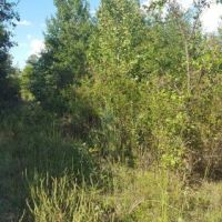 Recreational Land &nbsp; Kiamichi Mountains images 4