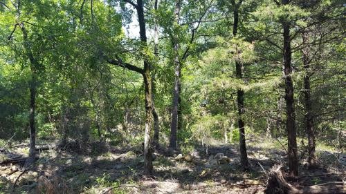 Kiamichi Wilderness Land for Sale featured image