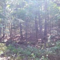 Kiamichi Wilderness Land for Sale images 3