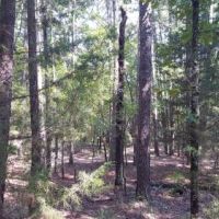 Kiamichi Wilderness Land for Sale images 4