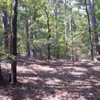 Kiamichi Wilderness Land for Sale images 6