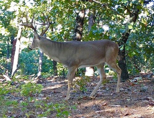 Oklahoma Hunting Land for Sale featured image