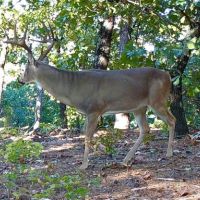 Oklahoma Hunting Land for Sale
