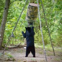 Oklahoma Hunting Land for Sale images 2