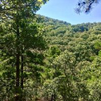 Oklahoma Hunting Land for Sale images 3