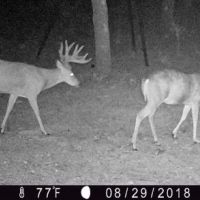 Oklahoma Hunting Land for Sale images 4