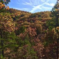 Oklahoma Hunting Land for Sale images 5