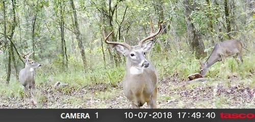Oklahoma Hunting Land for Sale  Pushmataha featured image