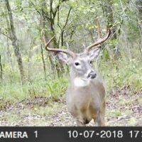 Oklahoma Hunting Land for Sale  Pushmataha