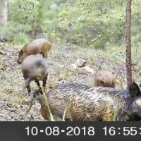 Oklahoma Hunting Land for Sale  Pushmataha images 2