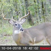 Oklahoma Hunting Land for Sale  Pushmataha images 3