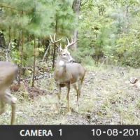Oklahoma Hunting Land for Sale  Pushmataha images 4