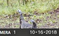 Oklahoma Hunting Land for Sale  Pushmataha images 5